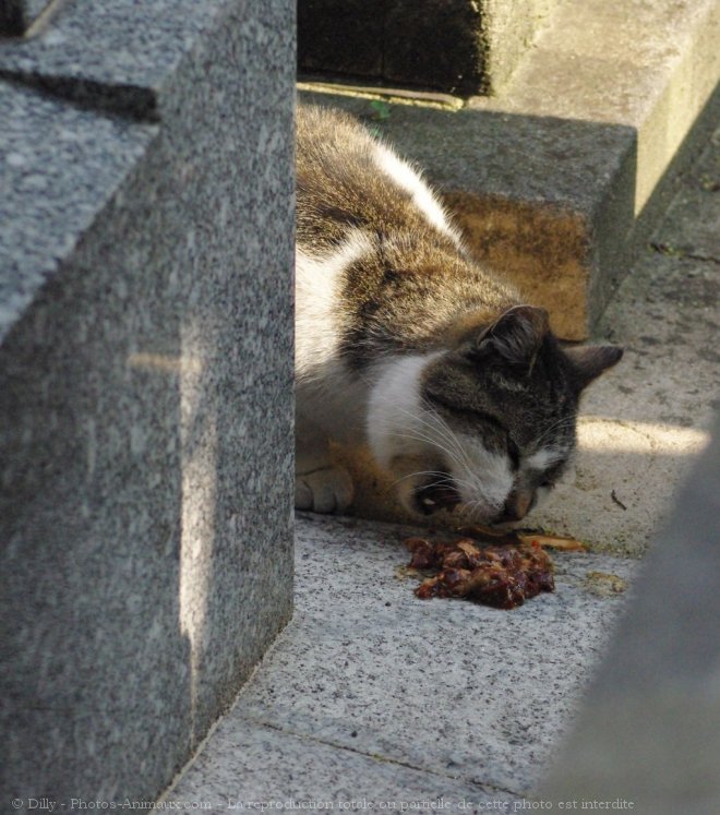 Photo de Chat domestique