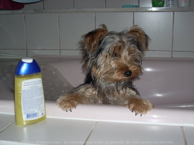 Photo de Yorkshire terrier