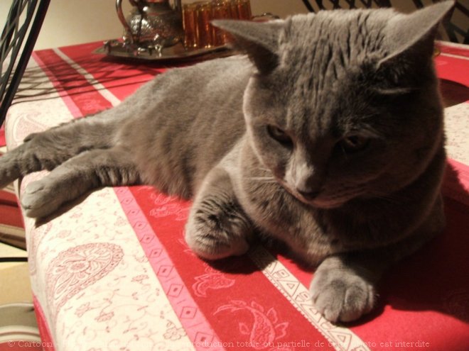 Photo de Chartreux