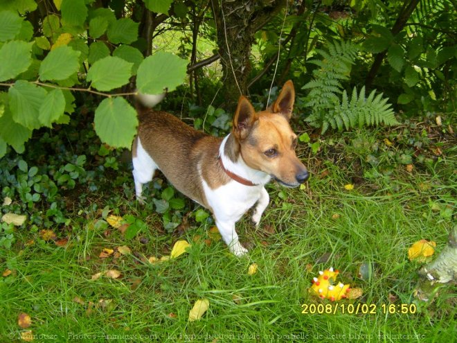 Photo de Jack russell terrier