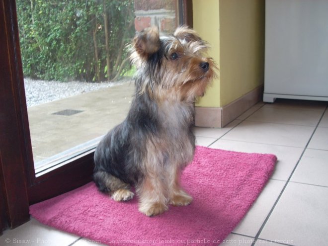 Photo de Yorkshire terrier