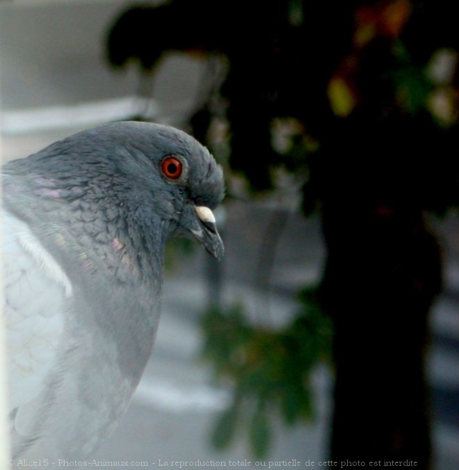 Photo de Pigeon