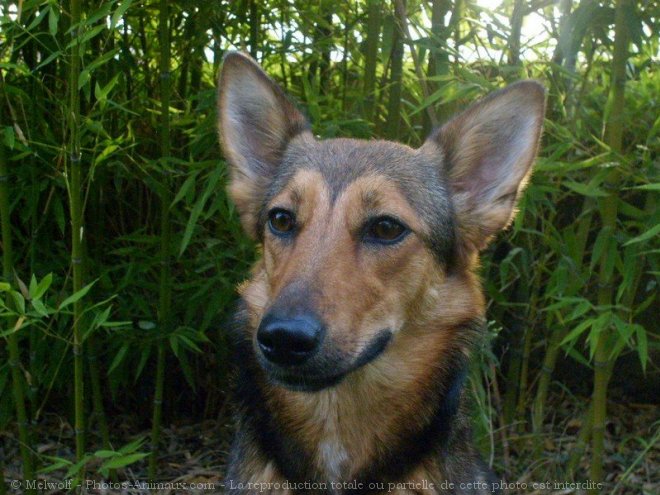 Photo de Berger allemand  poil court