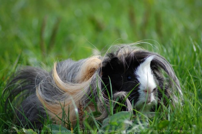 Photo de Cochon d'inde - pruvien