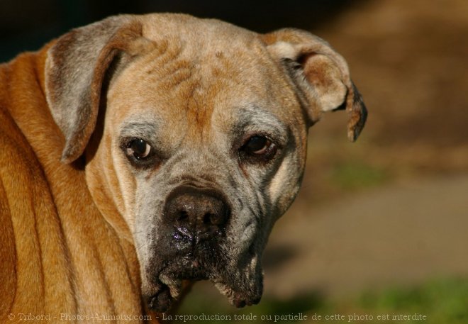 Photo de Boxer