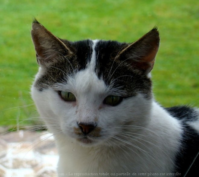 Photo de Chat domestique