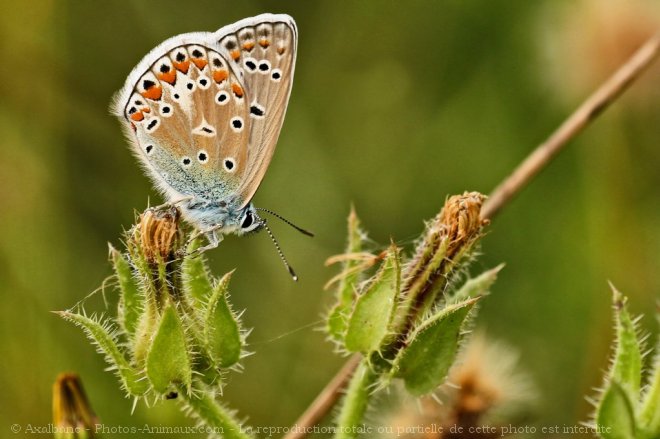 Photo de Papillon - le bel argus