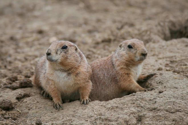 Photo de Chien de prairie