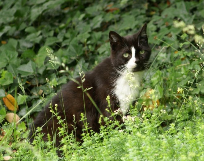 Photo de Chat domestique