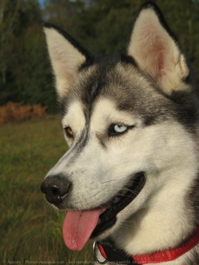 Photo de Husky siberien