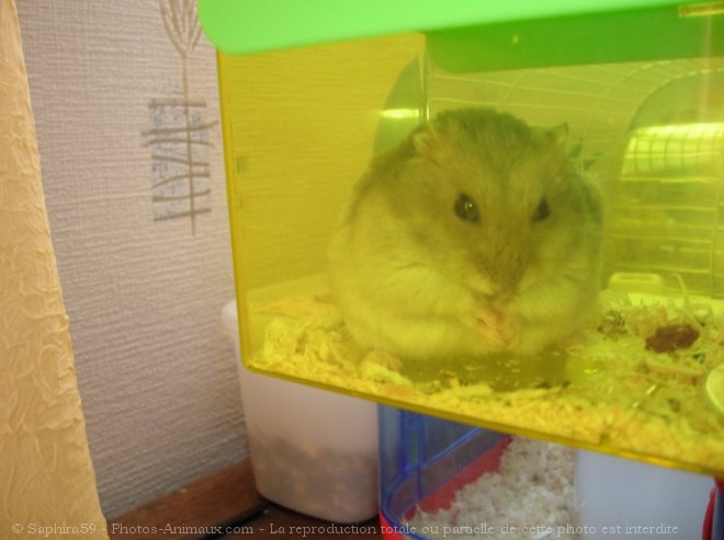 Photo de Hamster