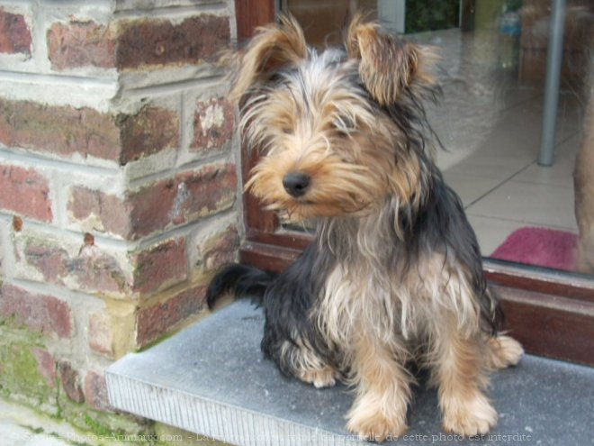 Photo de Yorkshire terrier