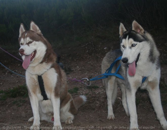 Photo de Husky siberien