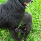 Photo de Berger belge groenendael