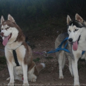 Photo de Husky siberien