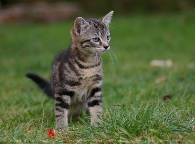 Photo de Chat domestique