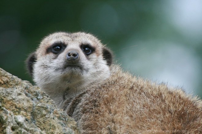 Photo de Suricate