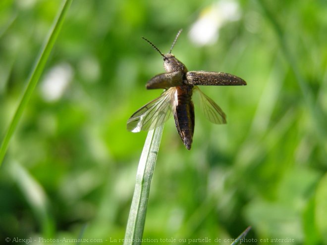 Photo de Papillon