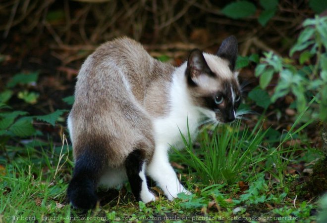 Photo de Chat domestique