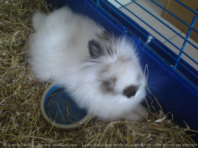 Photo de Lapin