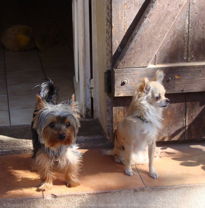 Photo de Yorkshire terrier