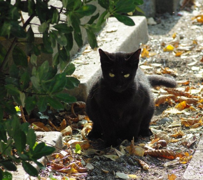 Photo de Chat domestique