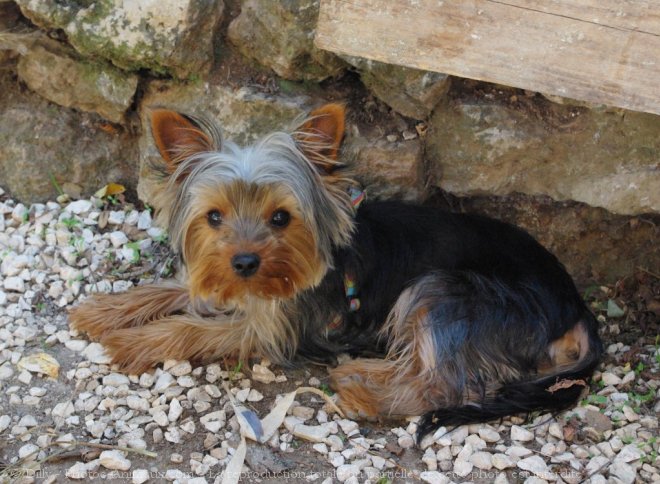 Photo de Yorkshire terrier