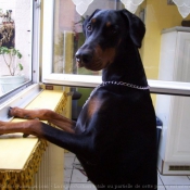 Photo de Dobermann