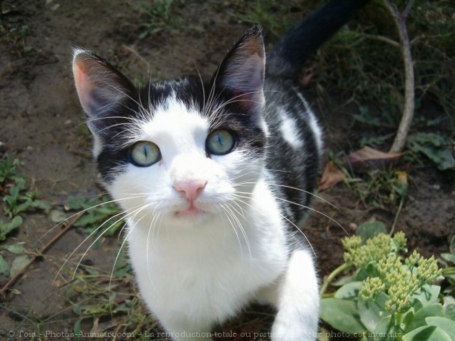 Photo de Chat domestique