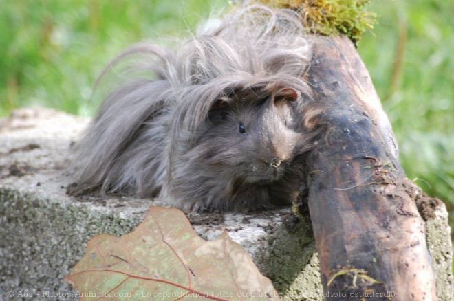 Photo de Cochon d'inde - pruvien