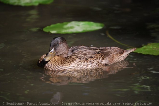 Photo de Canard