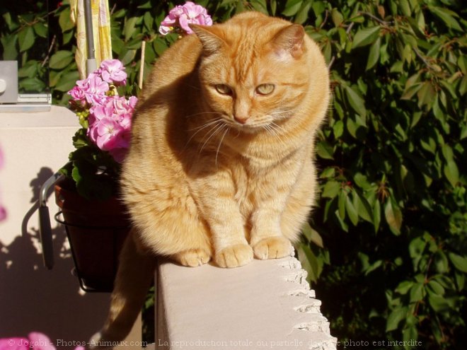 Photo de Chat domestique