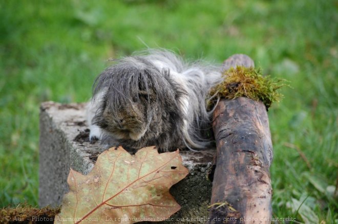 Photo de Cochon d'inde - abyssin / rosette