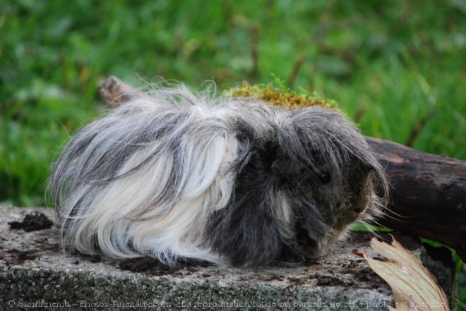 Photo de Cochon d'inde - abyssin / rosette