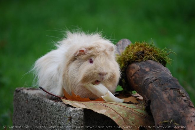 Photo de Cochon d'inde - abyssin / rosette