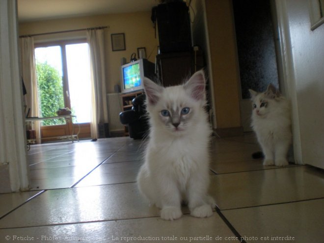 Photo de Ragdoll