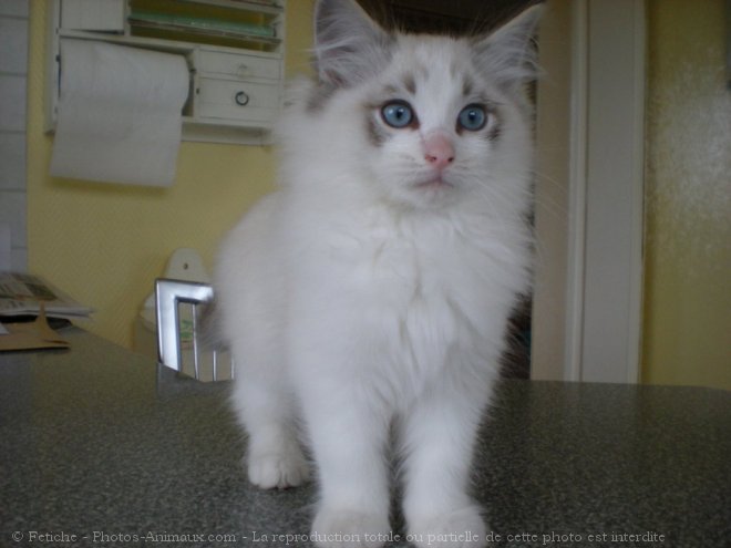 Photo de Ragdoll