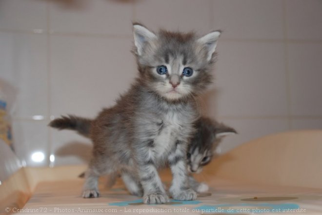 Photo de Maine coon