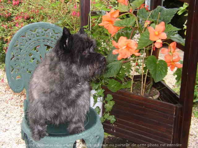 Photo de Cairn terrier