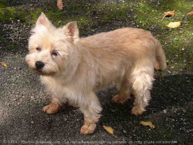 Photo de Cairn terrier