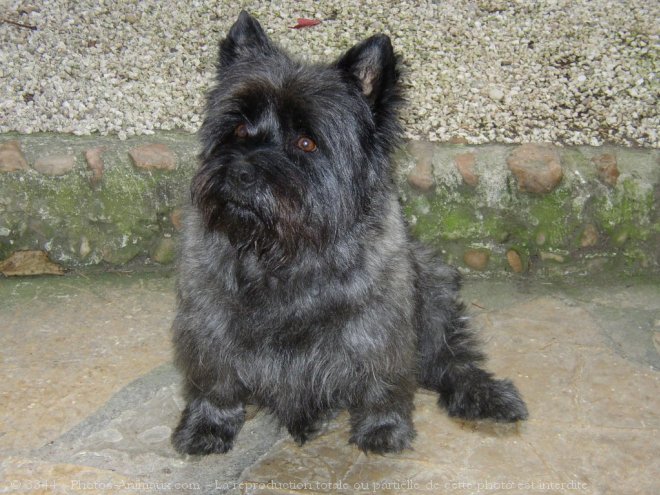 Photo de Cairn terrier