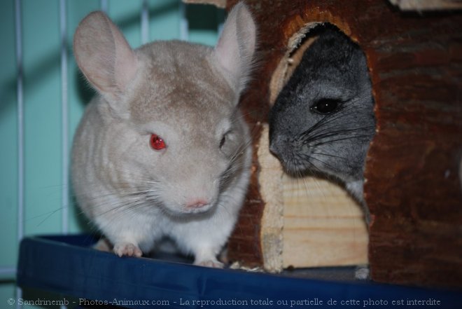 Photo de Chinchilla