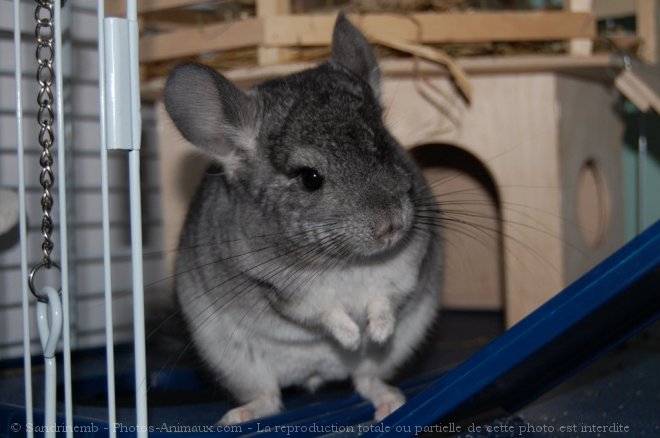 Photo de Chinchilla