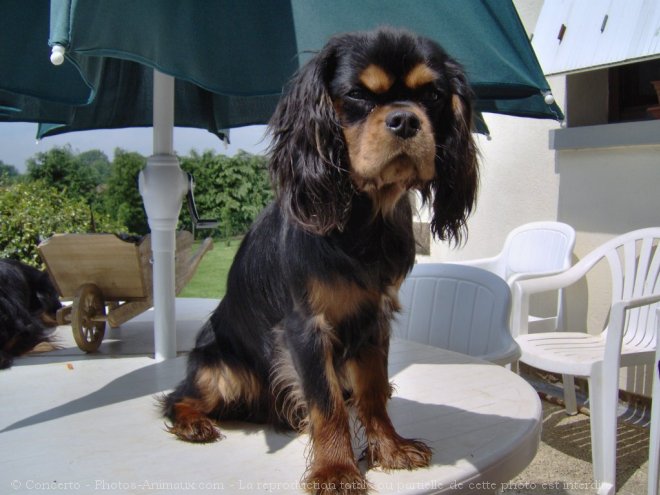 Photo de Cavalier king charles spaniel