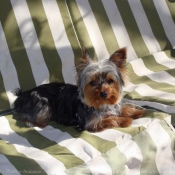 Photo de Yorkshire terrier