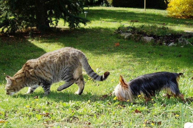 Photo de Races diffrentes