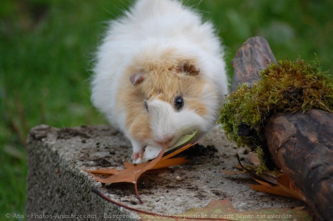 Photo de Cochon d'inde - abyssin / rosette