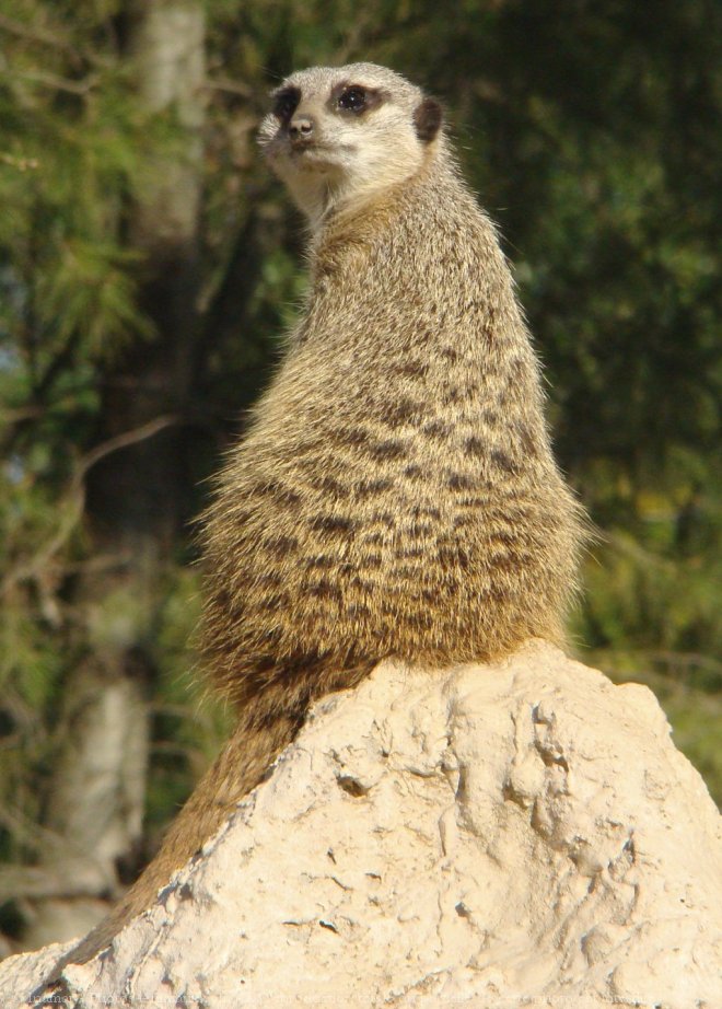 Photo de Suricate