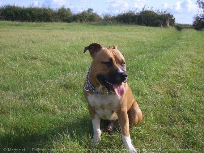 Photo d'American staffordshire terrier