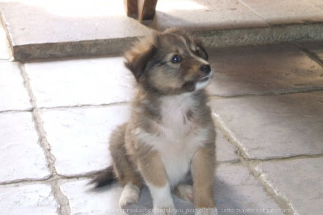 Photo de Chien de berger des shetland